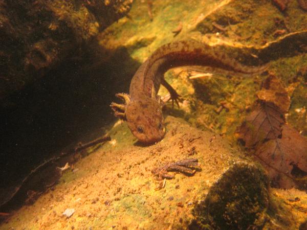 Photo of Ambystoma gracile by Melissa Farris